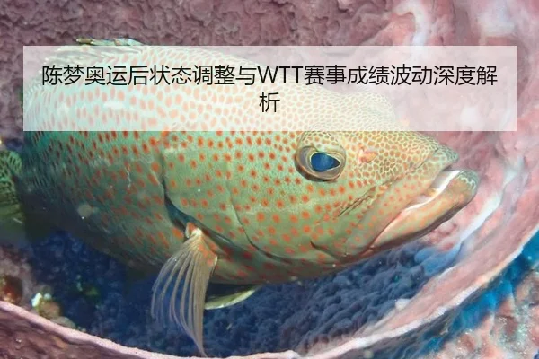 陈梦奥运后状态调整与WTT赛事成绩波动深度解析